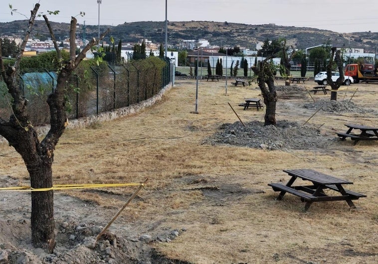 El Ayuntamiento se decide por la charca Mayen para trasplantar las moreras